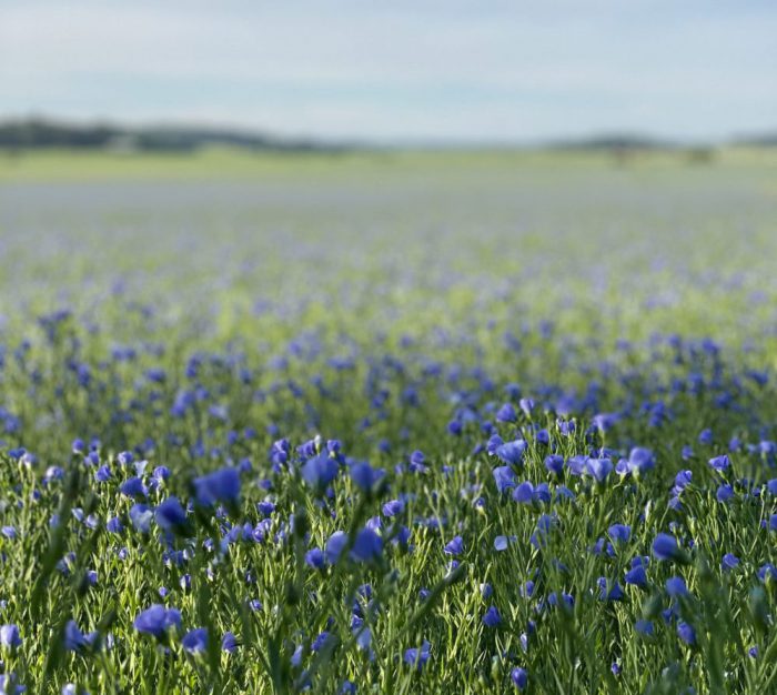 Flax: Linum usitatissimum Mydło z oleju lnianego